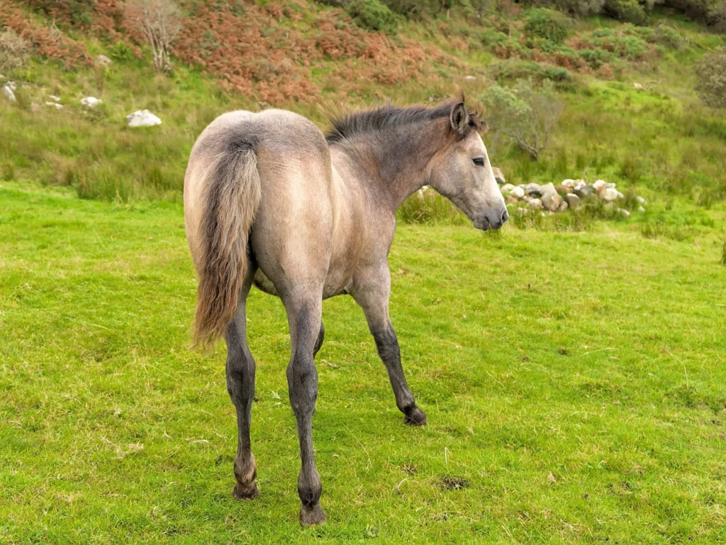 Irlande