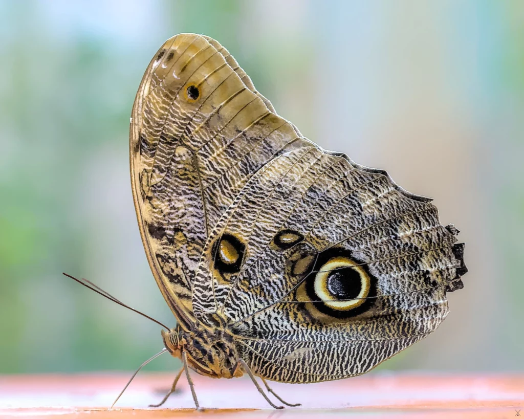Macro