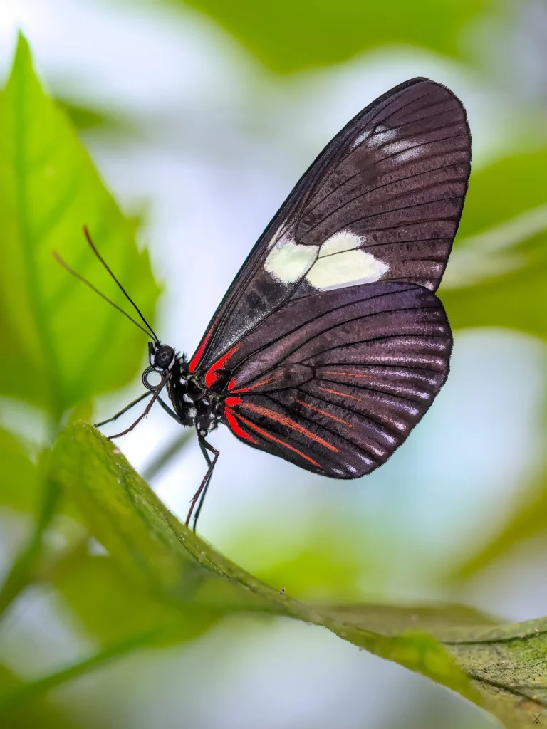 Macro