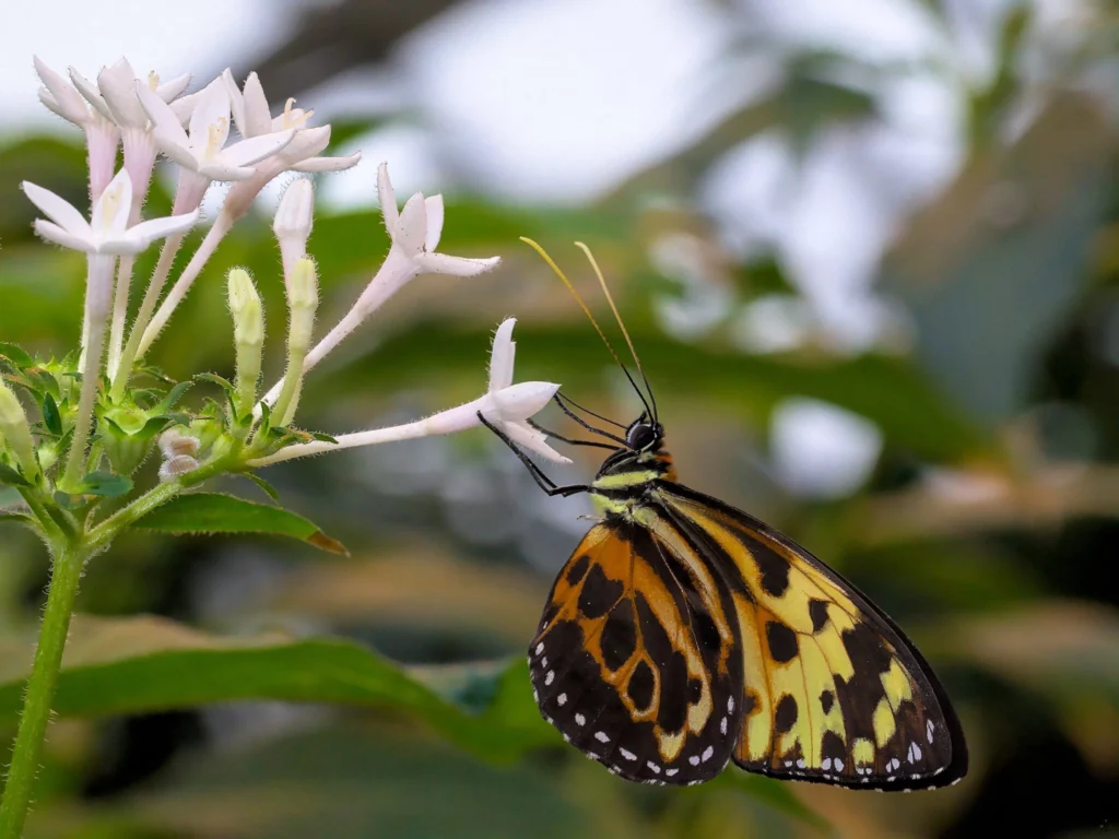 Macro