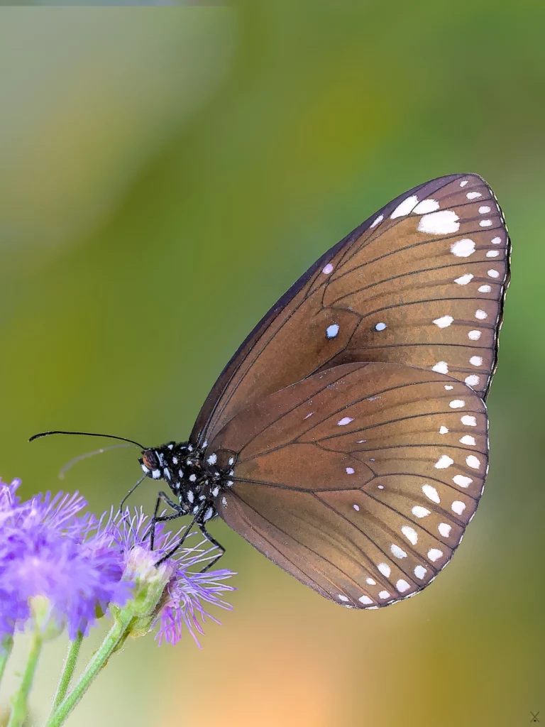 Macro