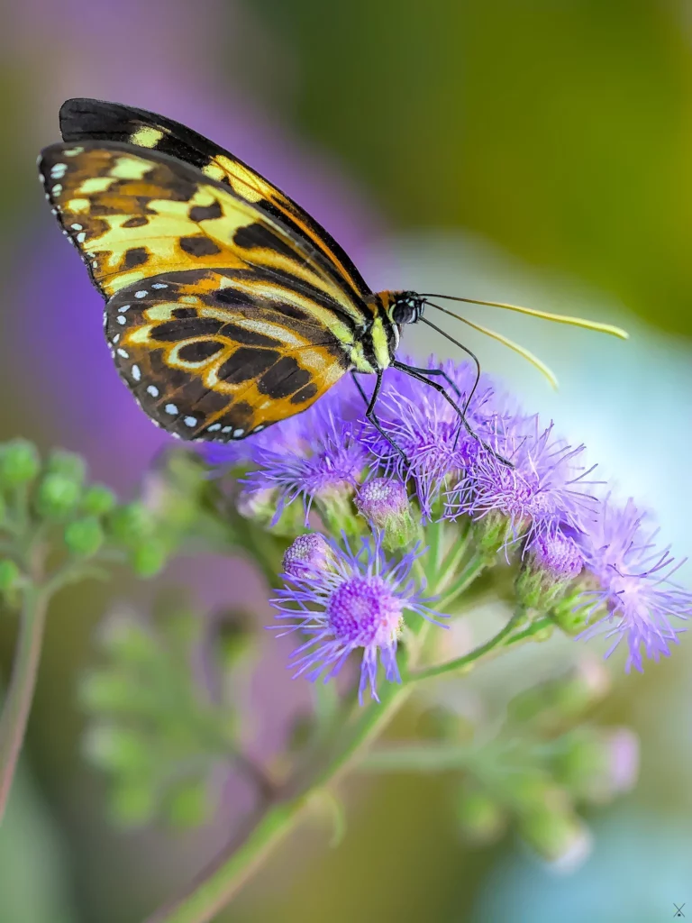 Macro