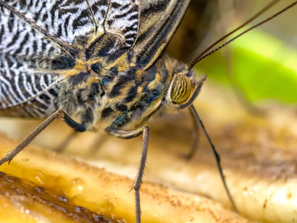 Macro
