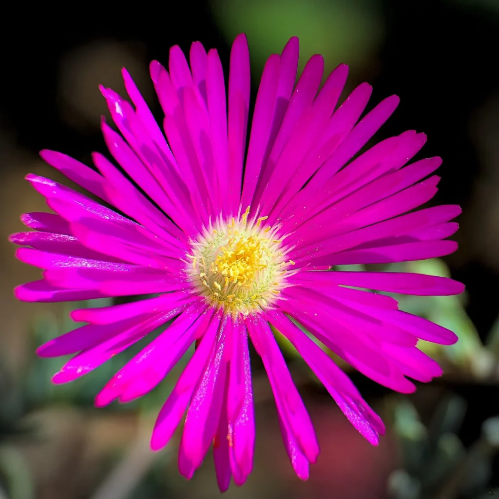 Fleurs