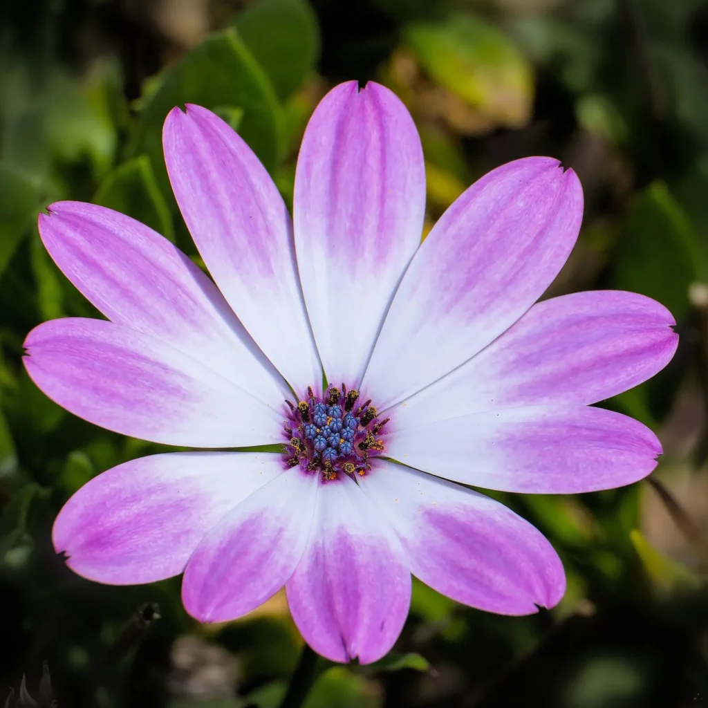Fleurs