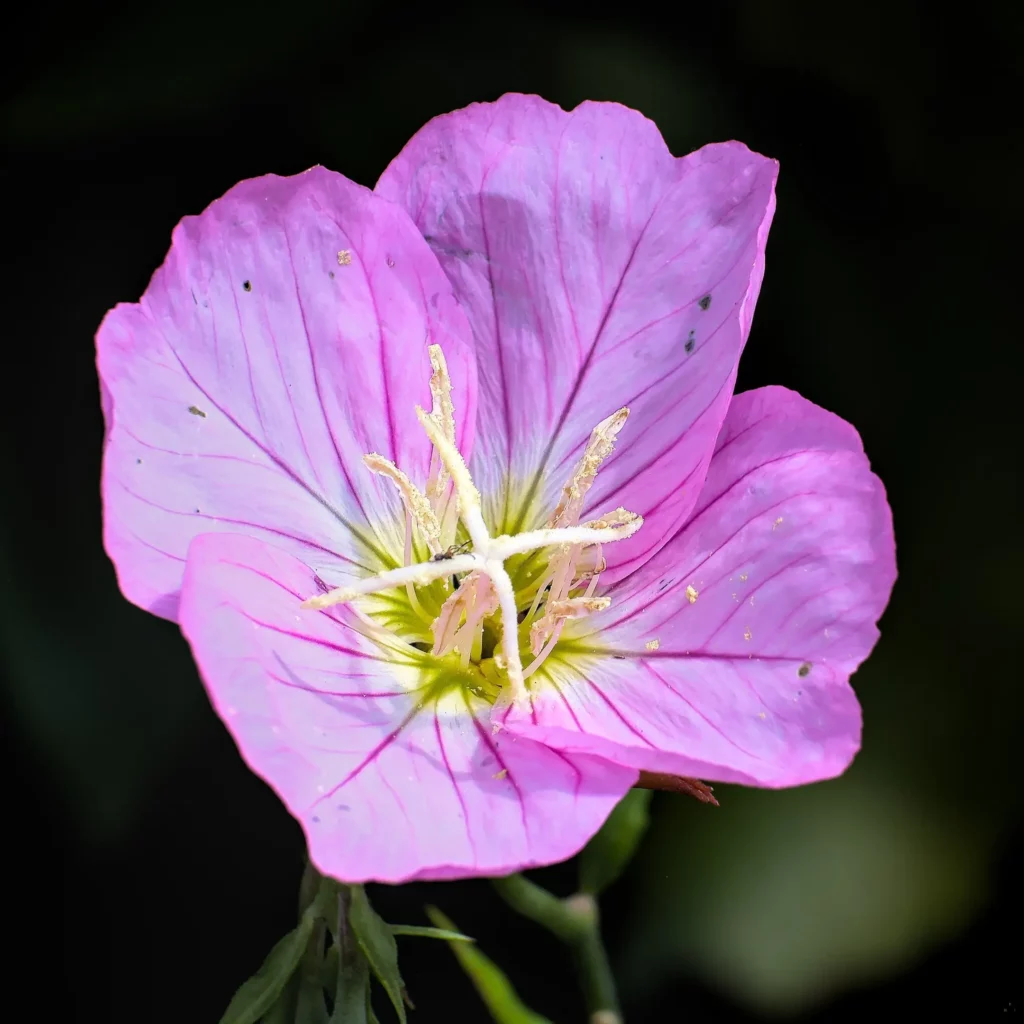Fleurs
