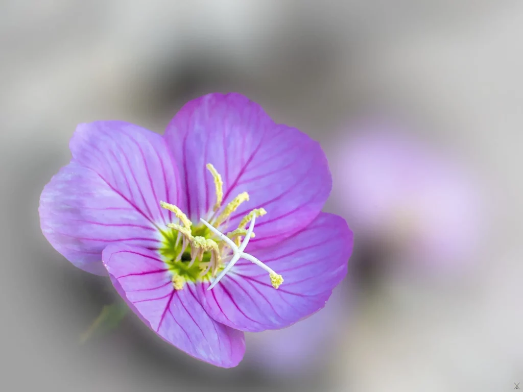 Fleurs