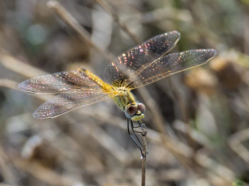 Macro
