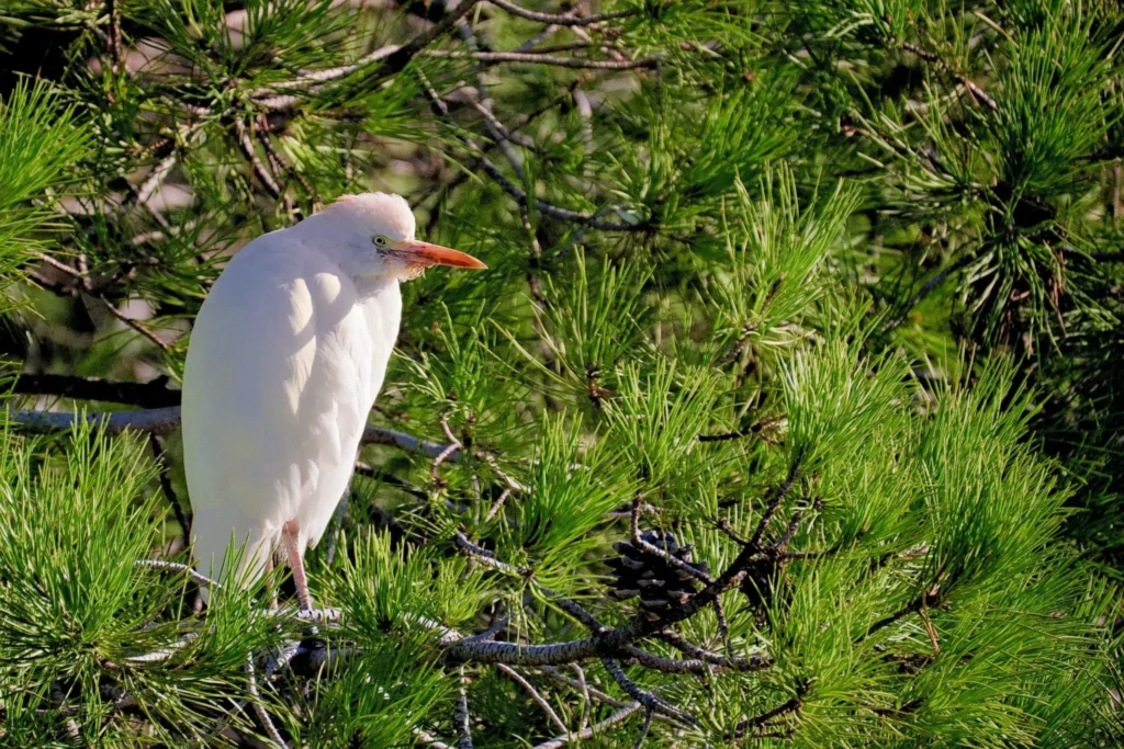 Camargue