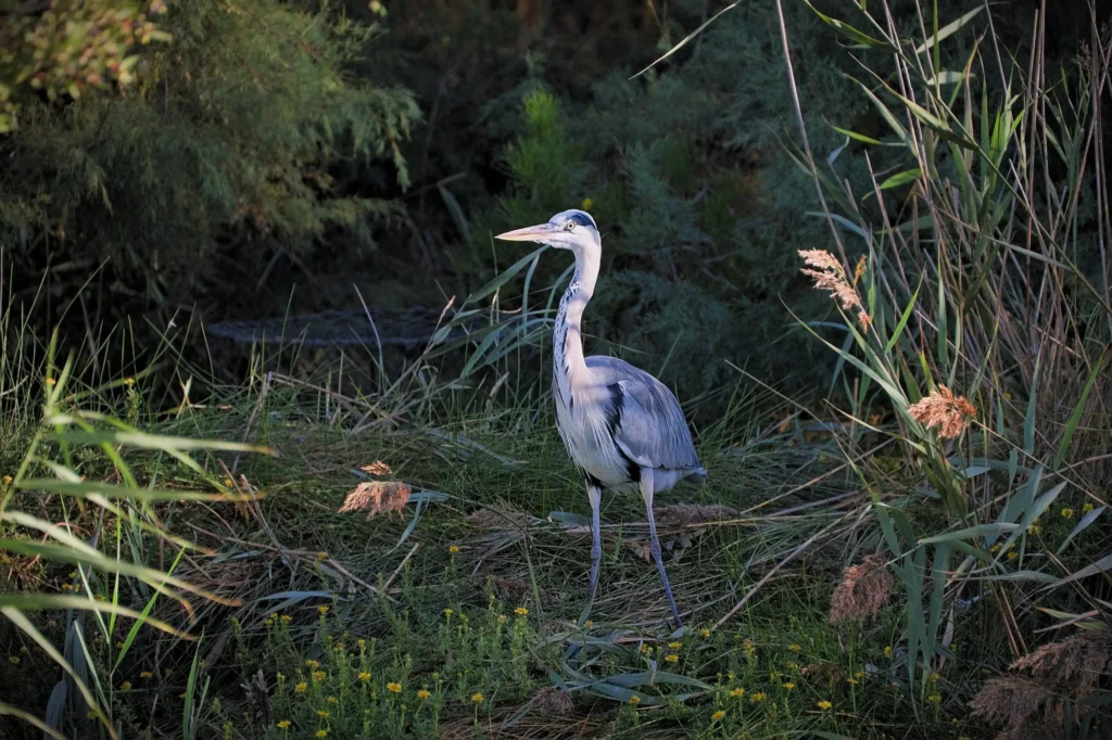 Camargue