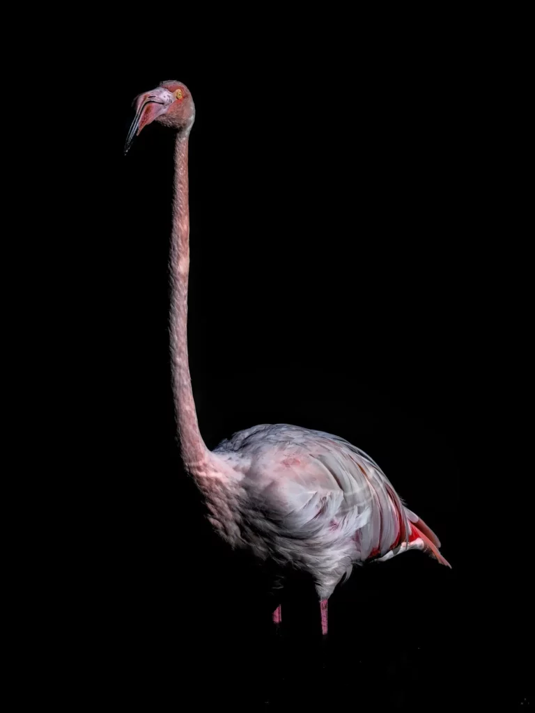 Camargue