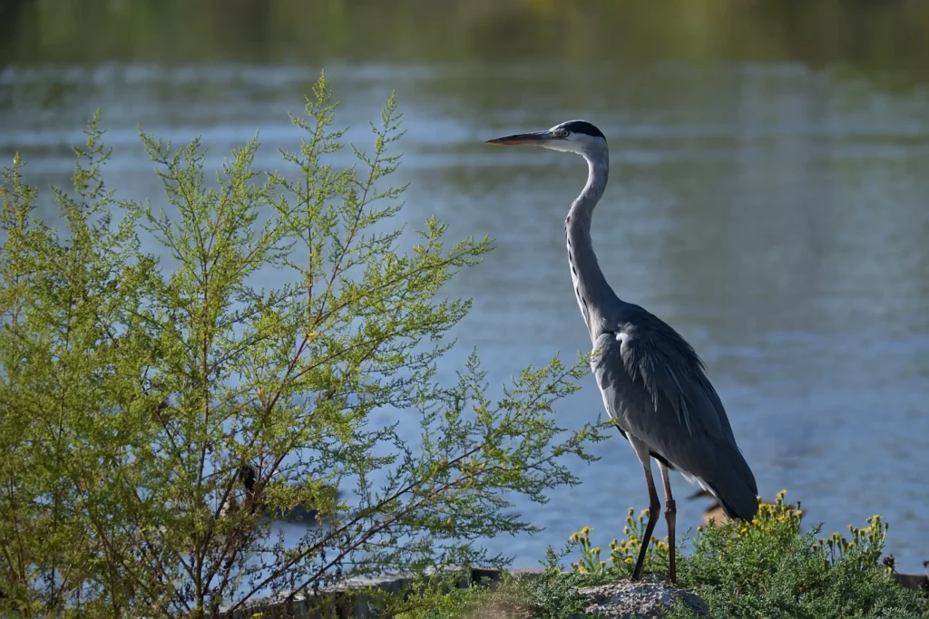Camargue