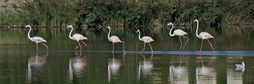 Camargue