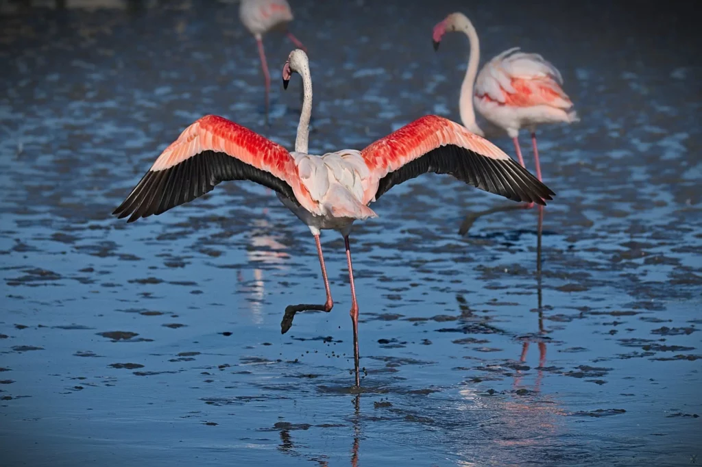 Camargue