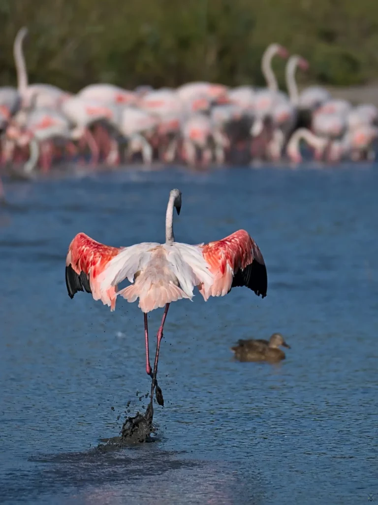 Camargue