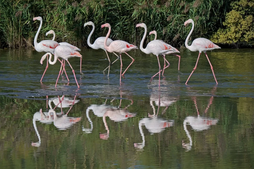 Camargue