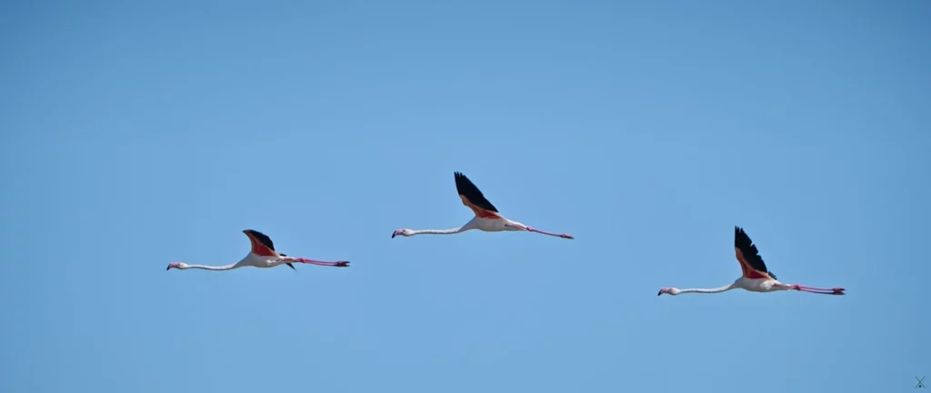 Camargue