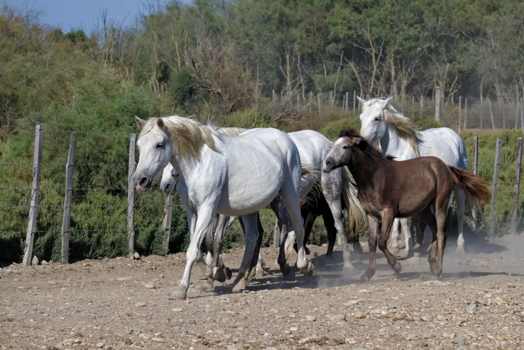 Camargue
