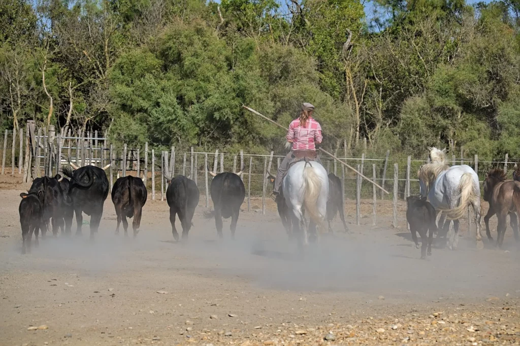 Camargue