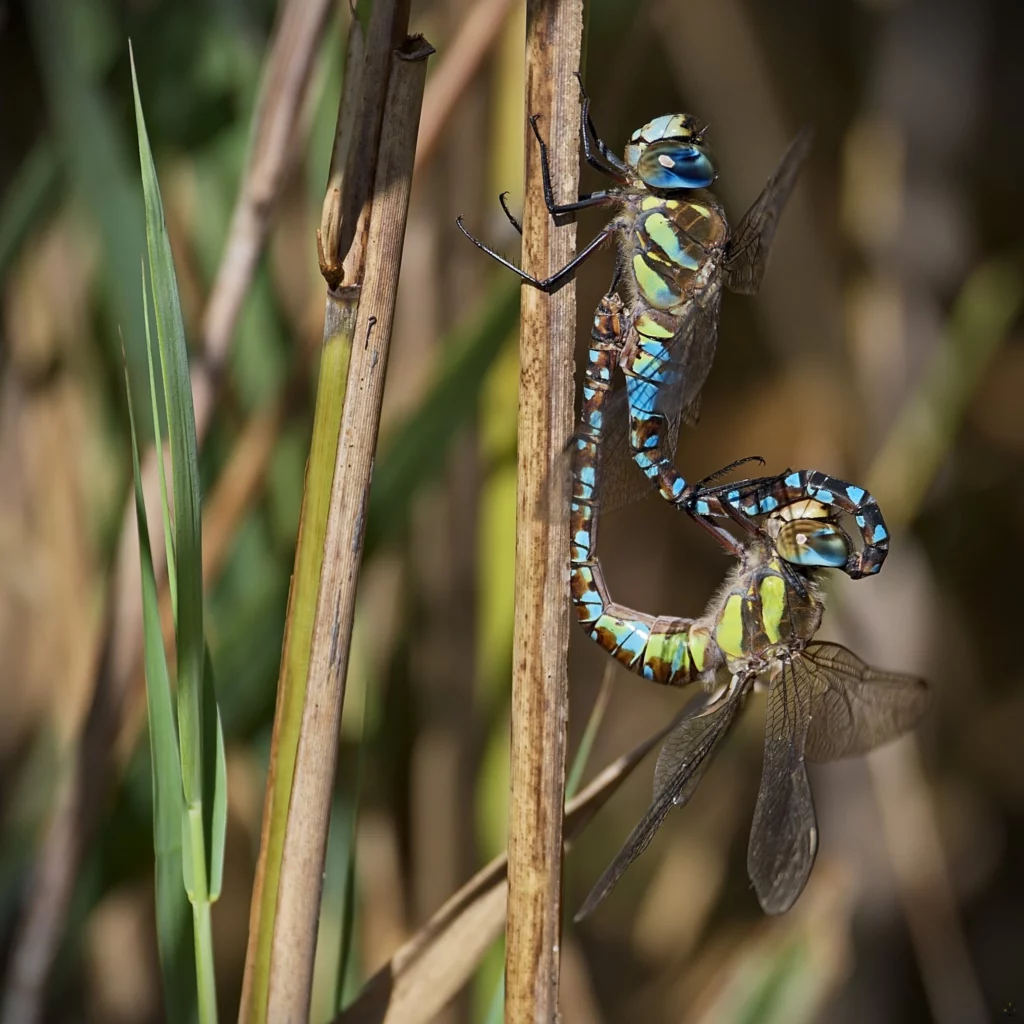 Macro