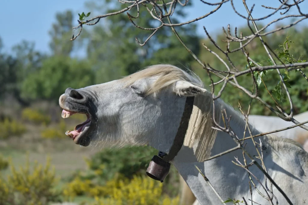 Camargue