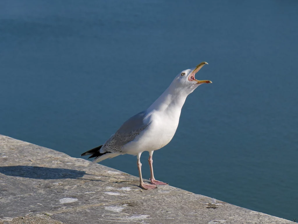Baie de Somme