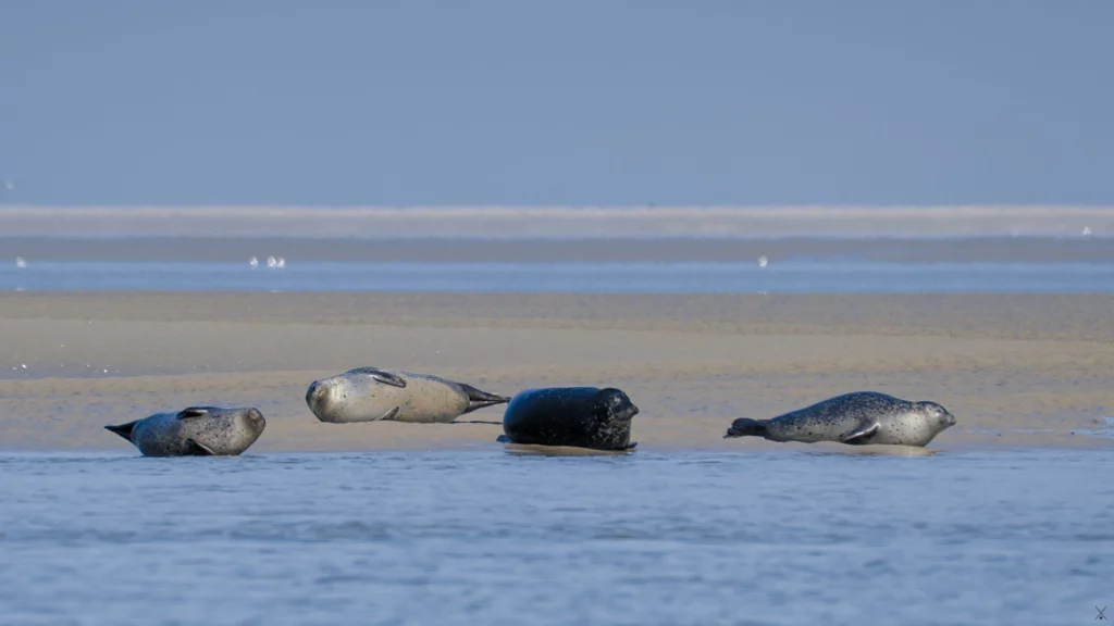 Baie de Somme