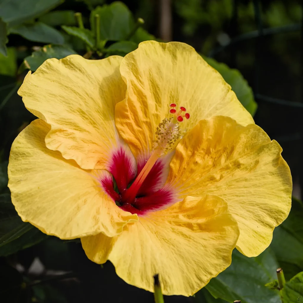 Fleurs