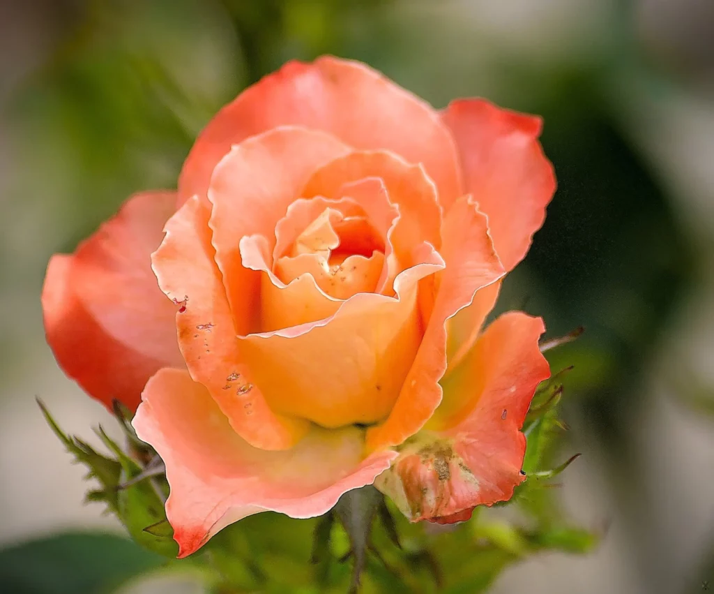 Fleurs