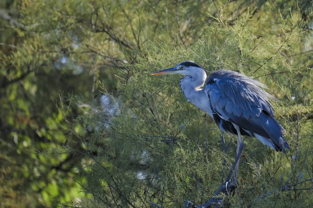 Camargue