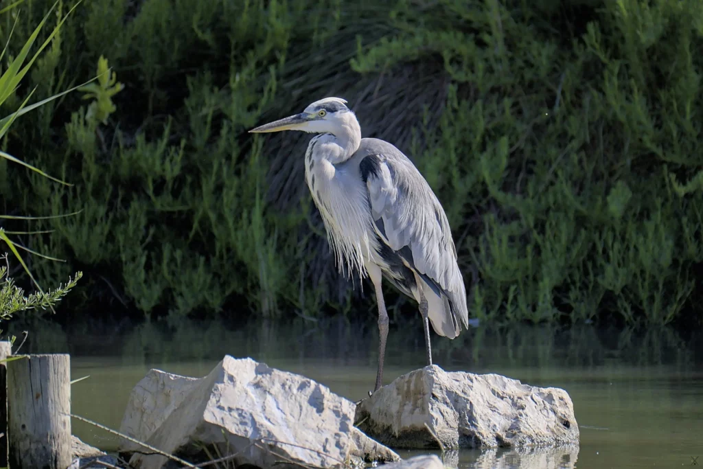 Camargue