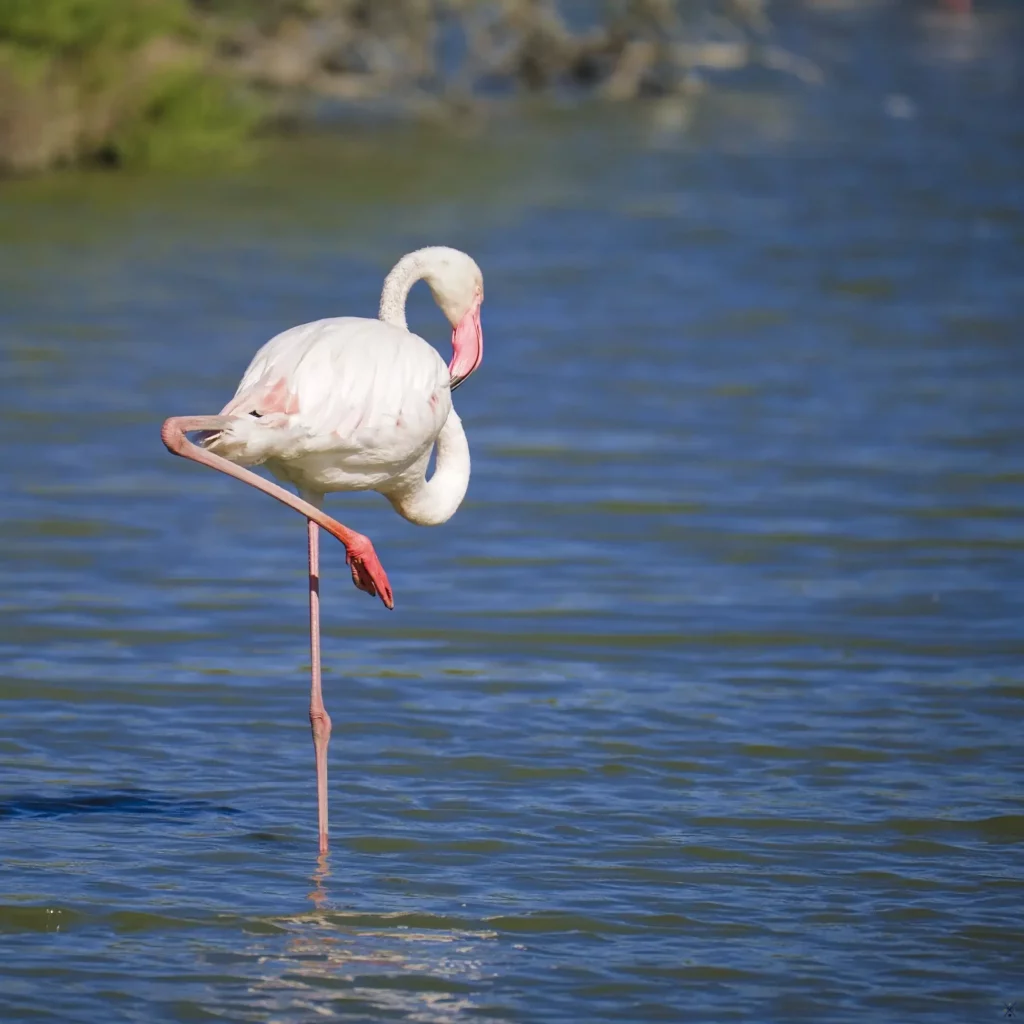 Camargue