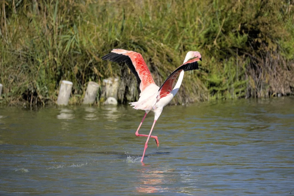 Camargue