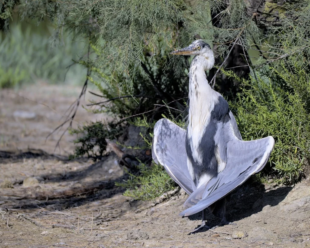 Camargue