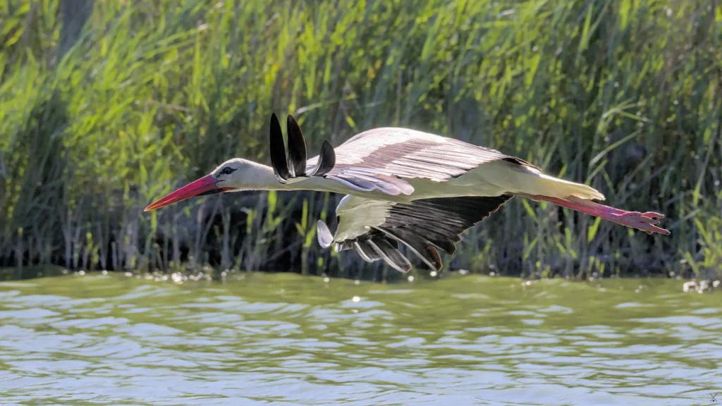Camargue