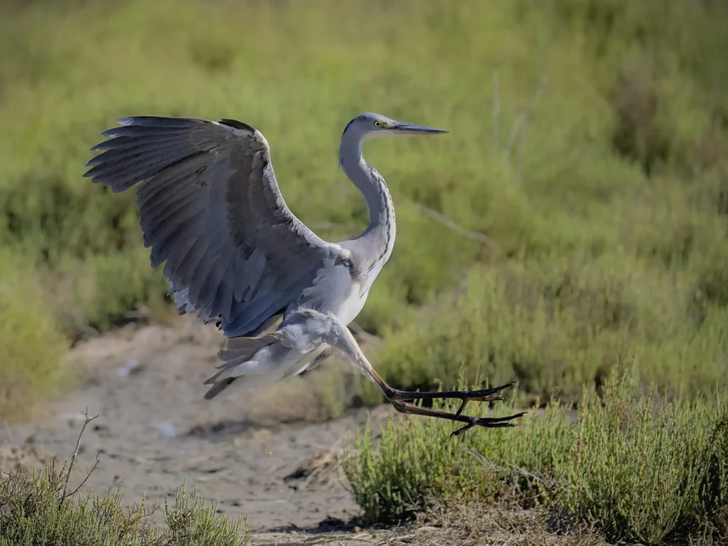 Camargue