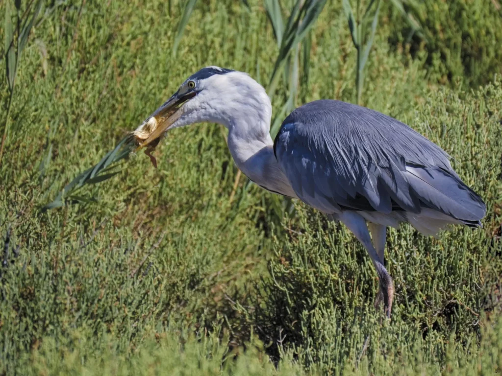 Camargue
