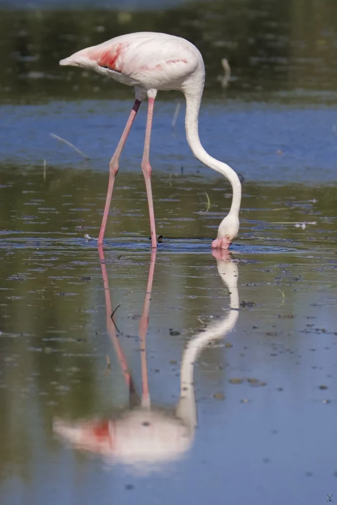 Camargue