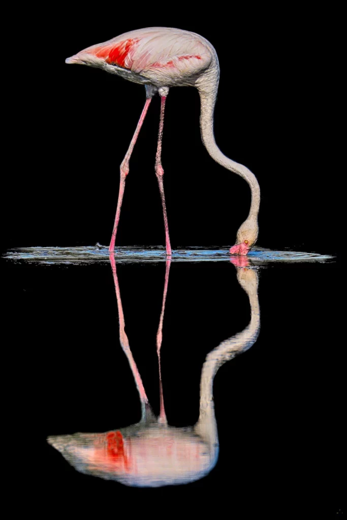 Flamants roses en low-key et high-key