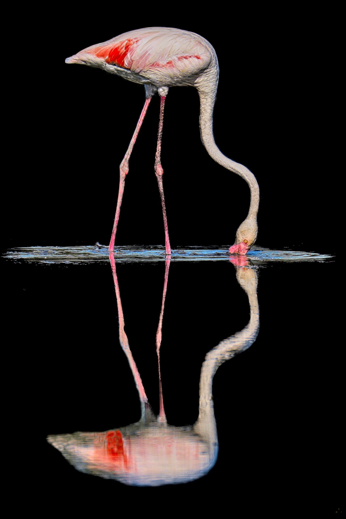 Flamants roses en low-key et high-key