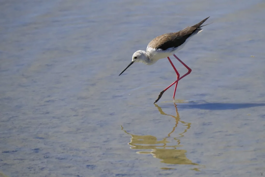 Camargue