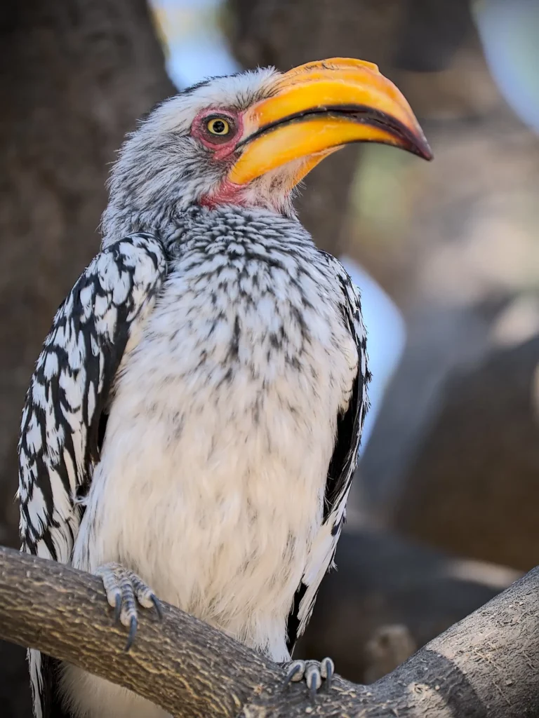 Animaux