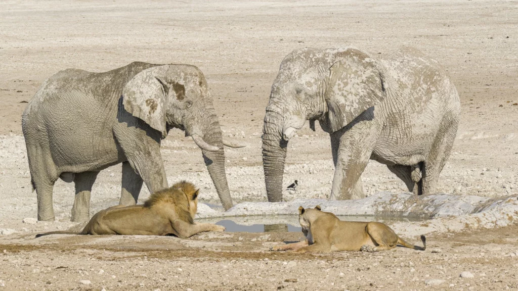 Animaux