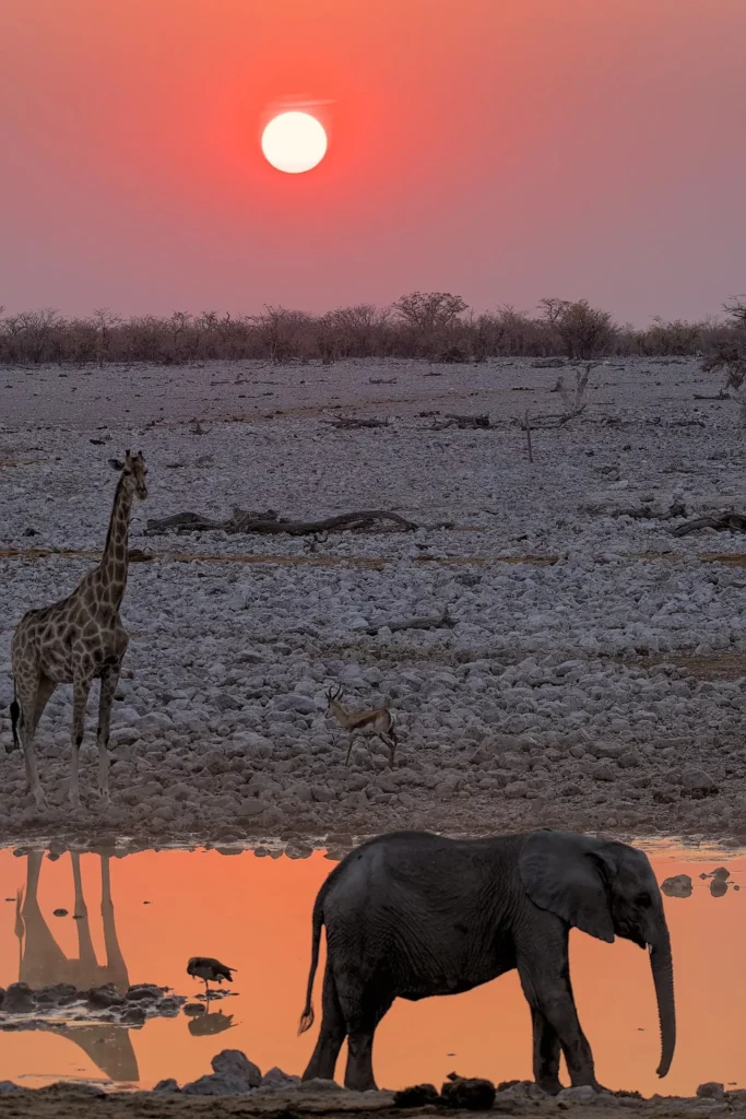 Animaux