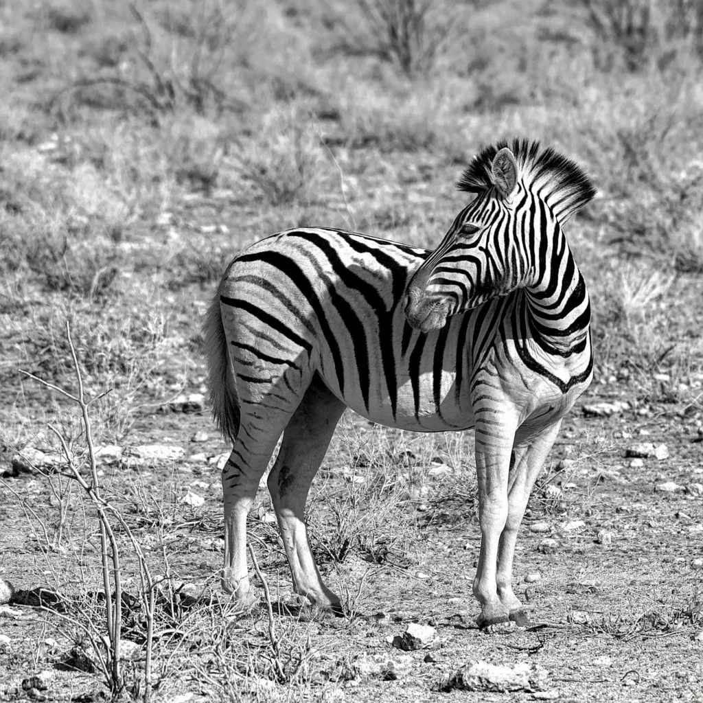 Animaux