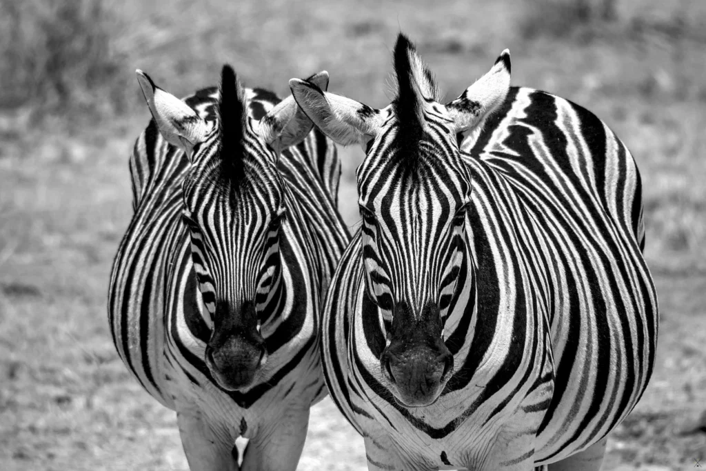 Animaux