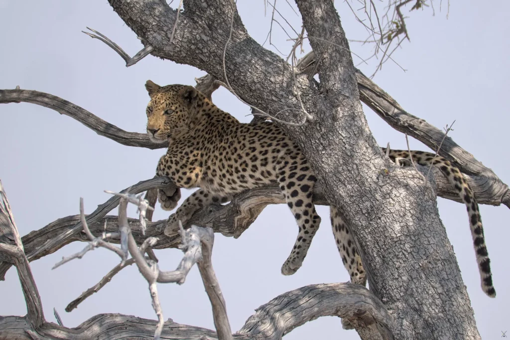 Animaux