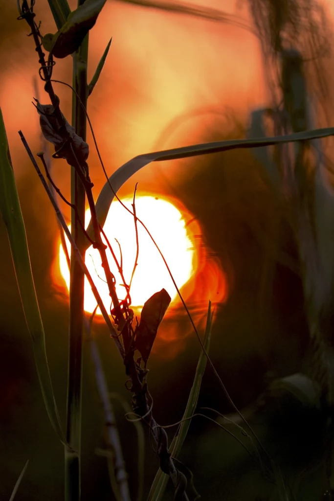Paysages