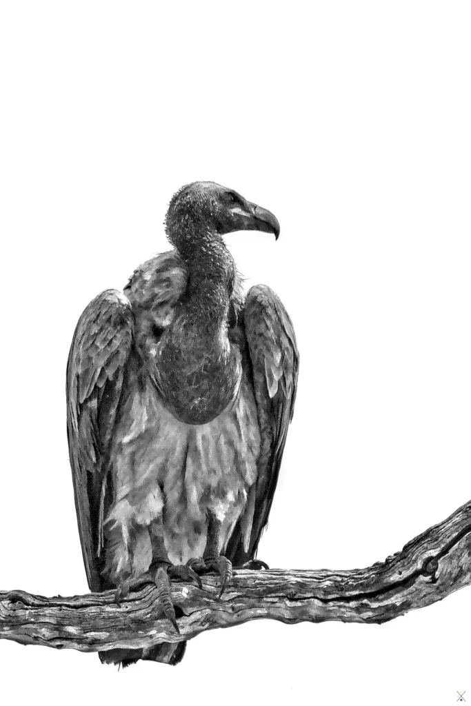Animaux