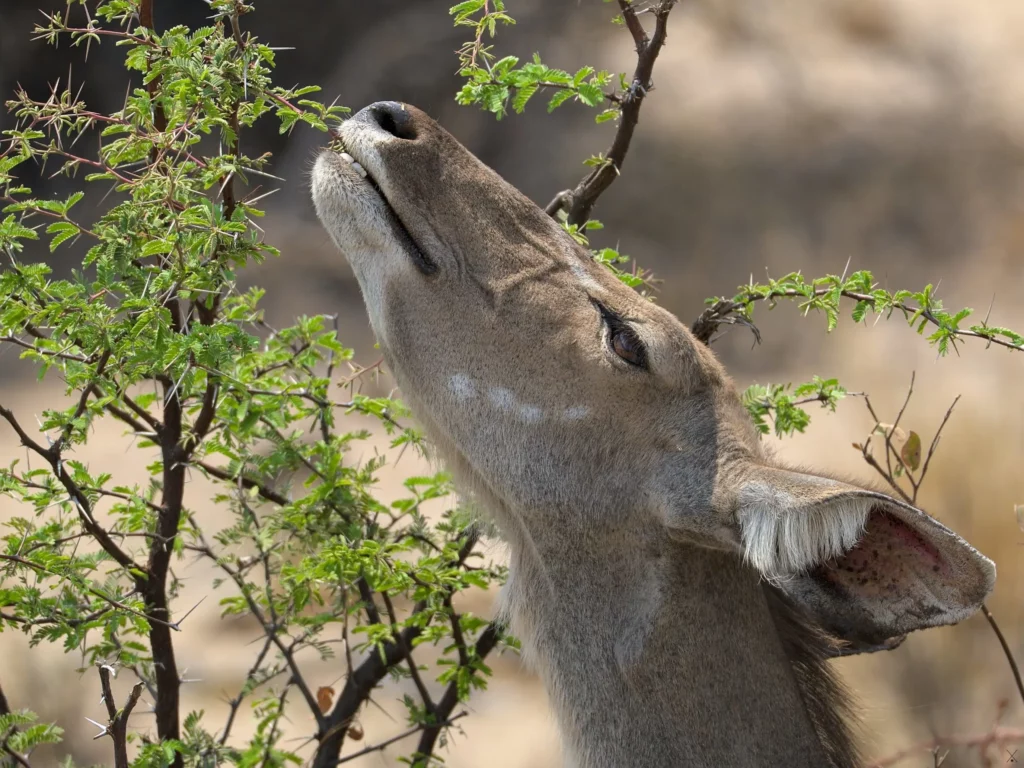 Animaux